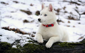 Fotos Hunde Siberian Husky ein Tier