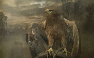 Desktop hintergrundbilder Vögel Adler Tiere