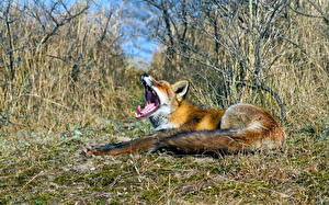 Pictures Foxes Yawning animal