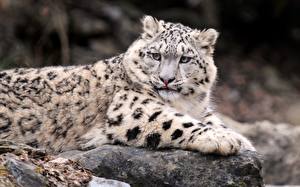 Images Big cats Snow leopards animal