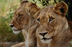Bakgrunnsbilder Store kattedyr Løve Løvinne