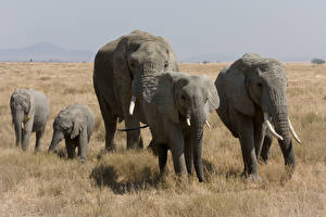 Fotos Elefant ein Tier