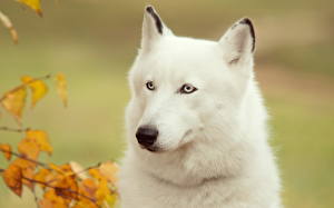 Bureaubladachtergronden Hond Siberische husky een dier