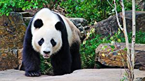 Papel de Parede Desktop Urso Panda-gigante Animalia