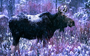 Image Moose animal