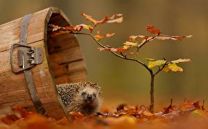 Wallpaper Hedgehogs animal