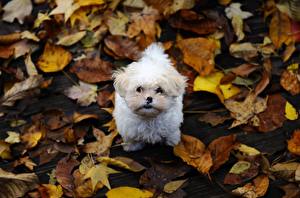 Wallpapers Dogs Bolognese Leaf Glance animal