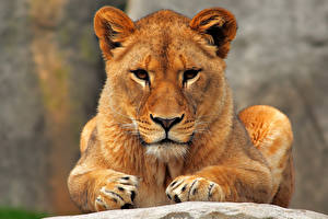 Tapety na pulpit Wielkie koty Lew afrykański Lwica