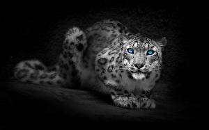 Pictures Big cats Snow leopards Animals