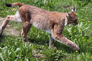 Wallpaper Big cats Lynxes