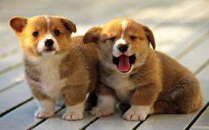 Picture Dog Welsh Corgi Puppies Animals