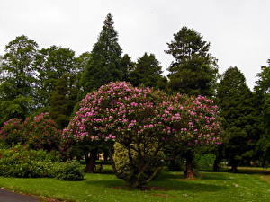 Hintergrundbilder Rhododendren  Blüte