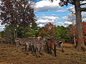 Bilder Zebras Tiere