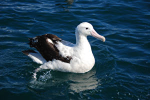 Bureaubladachtergronden Vogels Albatros