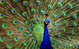 Pictures Bird Peacocks animal
