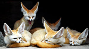 桌面壁纸，，狐狸，耳廓狐，