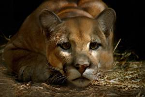 Fotos Große Katze Pumas Tiere