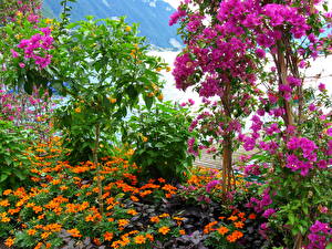 Картинка Много Швейцария Flowers along Lake Geneva. Switzerland Цветы