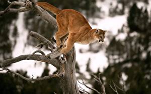 Bilder Große Katze Puma  Tiere
