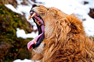 Fotos Große Katze Löwe Zunge ein Tier