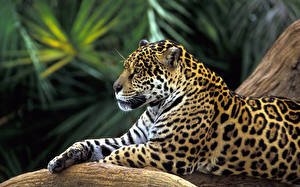 Fondos de escritorio Grandes felinos Jaguar un animal