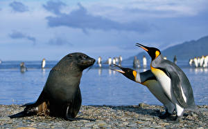 Fonds d'écran Pingouins Animaux