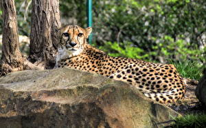 Bureaubladachtergronden Pantherinae Gepard een dier