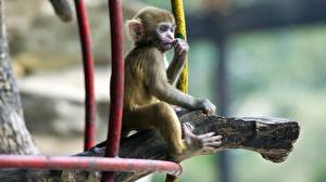 Papel de Parede Desktop Macaco um animal