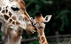 Fotos Giraffen