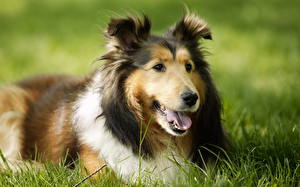 Bureaubladachtergronden Honden Schotse herdershond een dier