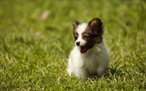 Bureaubladachtergronden Hond Épagneul nain continental Puppy een dier