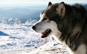 Bilder Hund Siberian Husky Alaskan Malamute Tiere