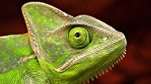 Hintergrundbilder Reptilien Tiere