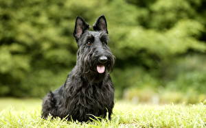 Fondos de escritorio Perro Terrier escocés Negro un animal