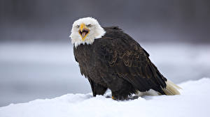 Photo Bird Eagle animal