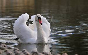 Picture Bird Swans