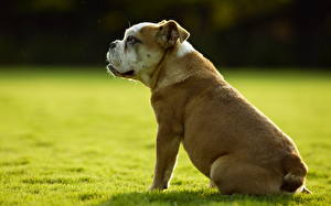Hintergrundbilder Hunde Bulldogge ein Tier