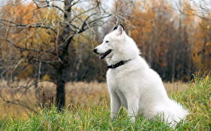 Bakgrunnsbilder Hund Sibirsk husky Dyr