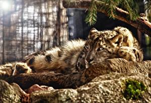 Bakgrunnsbilder Snøleopard Store kattedyr 3D grafikk Dyr