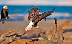 Hintergrundbilder Vogel Adler Tiere