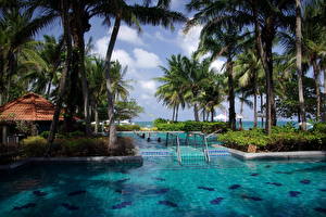 Bilder Resort Schwimmbecken Palmengewächse  Städte