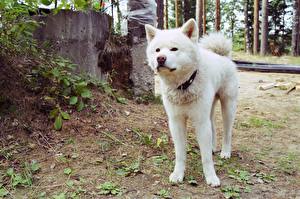 Bakgrunnsbilder Hund Akita Inu  Dyr
