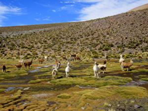 Fondos de escritorio Artiodáctilos Salar de Uyuni (Bolivia) un animal