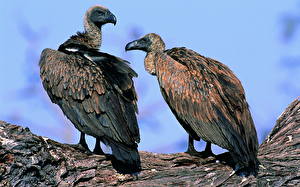 Sfondi desktop Aves Avvoltoio Animali