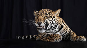 Papel de Parede Desktop Fauve Jaguar