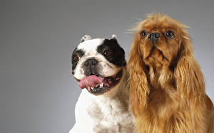 Hintergrundbilder Hund Bulldogge Spaniel Tiere