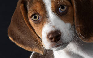Bureaubladachtergronden Honden Beagle