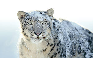 Images Big cats Snow leopards animal