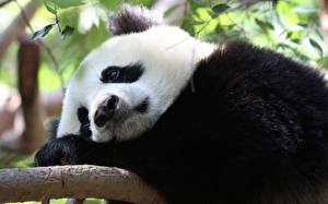 Papel de Parede Desktop Urso Panda-gigante animalia