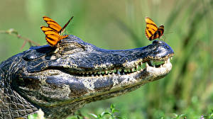 Bakgrunnsbilder Krokodille  Dyr